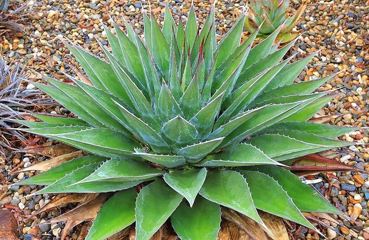 Agave montana, Mountain Agave, Green Agave, Drought tolerant plant, Hardy Agave, Cold hardy agave